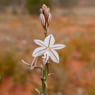 Asphodelus fistulosus (Onion Weed) at Mutawintji National Park - 20 Aug 2022 by MB