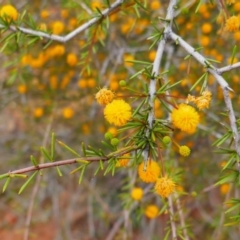 Acacia tetragonophylla (Dead Finish, Kurara) at Mutawintji National Park - 20 Aug 2022 by MB