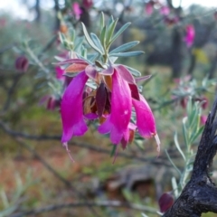 Eremophila latrobei (Crimson Turkey Bush) at Gundabooka National Park - 18 Aug 2022 by MB