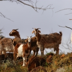 Capra hircus (Goat) at Mutawintji National Park - 20 Aug 2022 by MB