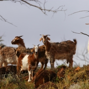 Capra hircus at Mutawintji National Park - 20 Aug 2022 03:03 PM