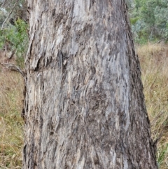 Eucalyptus melliodora (Yellow Box) at Mount Ainslie - 14 Jun 2024 by EcolCara37