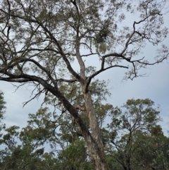 Eucalyptus melliodora at Mount Ainslie - 15 Jun 2024