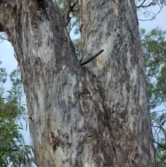 Eucalyptus melliodora at Mount Ainslie - 15 Jun 2024