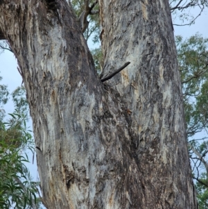 Eucalyptus melliodora at Mount Ainslie - 15 Jun 2024