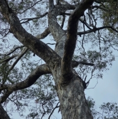 Eucalyptus melliodora at Mount Ainslie - 15 Jun 2024