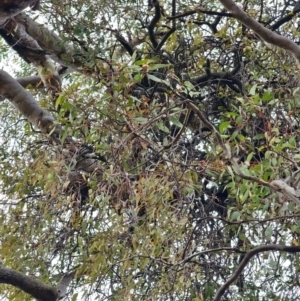 Eucalyptus melliodora at Mount Ainslie - 15 Jun 2024