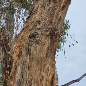 Eucalyptus melliodora at Mount Ainslie - 15 Jun 2024 09:20 AM