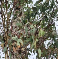 Eucalyptus melliodora at Mount Ainslie - 15 Jun 2024 09:20 AM