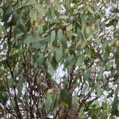 Eucalyptus melliodora at Mount Ainslie - 15 Jun 2024 09:20 AM