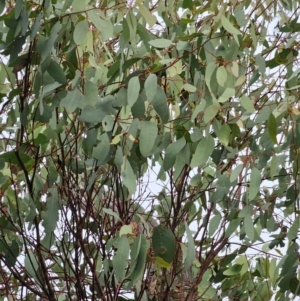 Eucalyptus melliodora at Mount Ainslie - 15 Jun 2024