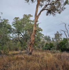 Eucalyptus melliodora at Mount Ainslie - 15 Jun 2024 09:20 AM