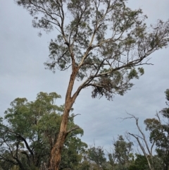 Eucalyptus melliodora at Mount Ainslie - 15 Jun 2024 09:20 AM