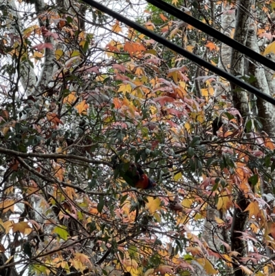 Trichoglossus moluccanus (Rainbow Lorikeet) at Bayview, NSW - 15 Jun 2024 by JimL