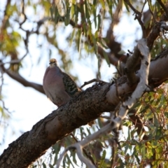 Phaps chalcoptera (Common Bronzewing) at Menindee, NSW - 23 Aug 2022 by MB