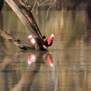 Eolophus roseicapilla at Menindee, NSW - 24 Aug 2022