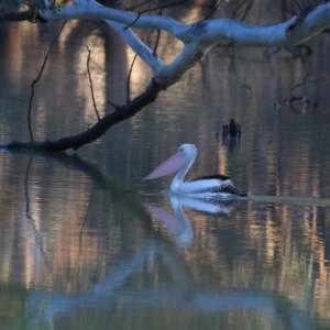 Pelecanus conspicillatus at Menindee, NSW - 24 Aug 2022