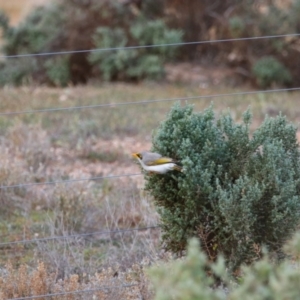 Manorina flavigula at Anabranch South, NSW - 24 Aug 2022