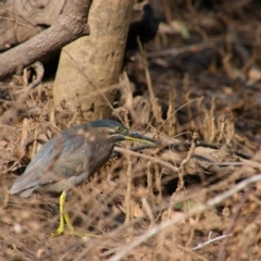 Butorides striata (Striated Heron) at Moonee Beach, NSW - 3 Jun 2022 by MB