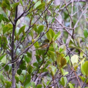 Zosterops lateralis at Moonee Beach, NSW - 3 Jun 2022