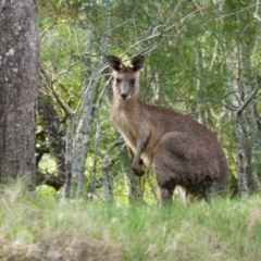 Macropus giganteus (Eastern Grey Kangaroo) at Yuraygir National Park - 5 Jun 2022 by MB