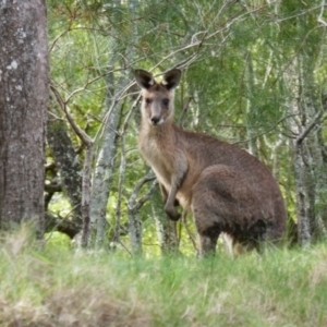 Macropus giganteus at Yuraygir National Park - 5 Jun 2022 01:49 PM