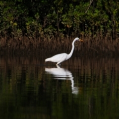 Ardea alba (Great Egret) at Gaagal Wanggaan (South Beach) NP - 6 Jun 2022 by MB