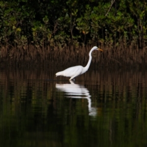 Ardea alba at Gaagal Wanggaan (South Beach) NP - 7 Jun 2022 09:10 AM