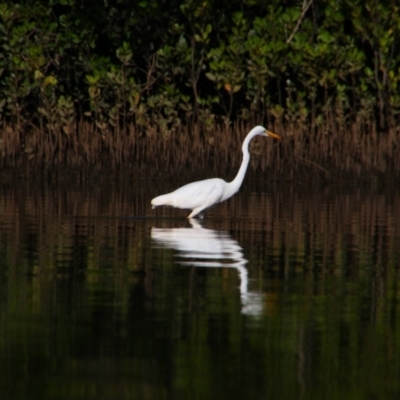 Ardea alba (Great Egret) at Gumma, NSW - 6 Jun 2022 by MB