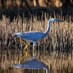 Egretta novaehollandiae (White-faced Heron) at Gaagal Wanggaan (South Beach) NP - 7 Jun 2022 by MB