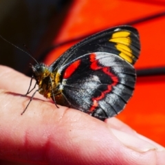 Unidentified White & Yellow (Pieridae) at Scotts Head, NSW - 7 Jun 2022 by MB