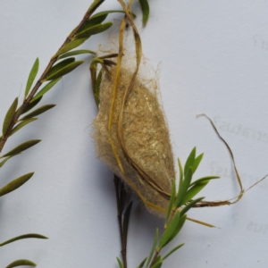 Anthela ocellata at Vincentia, NSW - 12 May 2024