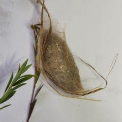 Anthela ocellata at Vincentia, NSW - 12 May 2024