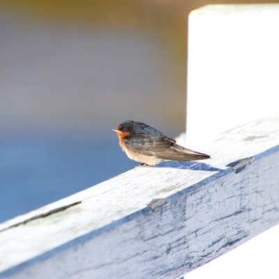 Hirundo neoxena (Welcome Swallow) at Stuarts Point, NSW - 7 Jun 2022 by MB