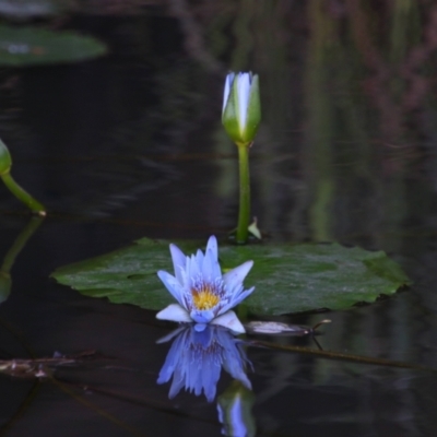 Nymphaea nouchali (Day Waterlily) at Gumma, NSW - 7 Jun 2022 by MB