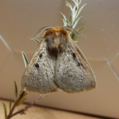 Anthela ocellata (Eyespot Anthelid moth) at Vincentia, NSW - 11 Jun 2024 by RobG1