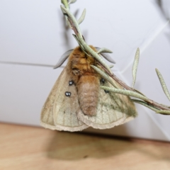 Anthela ocellata at Vincentia, NSW - 11 Jun 2024 06:16 PM