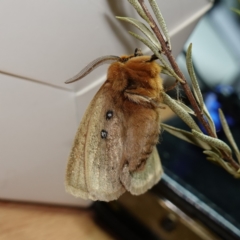 Anthela ocellata at Vincentia, NSW - 11 Jun 2024