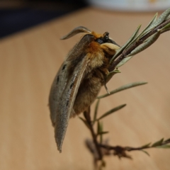 Anthela ocellata at Vincentia, NSW - 11 Jun 2024