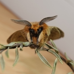 Anthela ocellata at Vincentia, NSW - 11 Jun 2024 06:16 PM