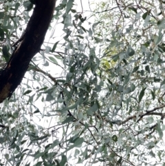 Eucalyptus melliodora at Mount Ainslie - 15 Jun 2024 10:10 AM