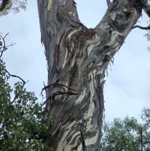 Eucalyptus melliodora at Mount Ainslie - 15 Jun 2024 10:10 AM