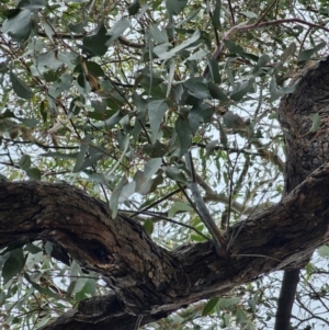 Eucalyptus melliodora at Mount Ainslie - 15 Jun 2024 10:10 AM