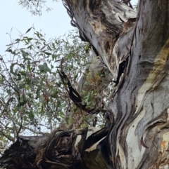 Eucalyptus melliodora at Mount Ainslie - 15 Jun 2024 10:10 AM