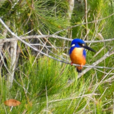 Ceyx azureus (Azure Kingfisher) at Wooli, NSW - 29 Jun 2020 by MB