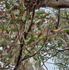 Eucalyptus melliodora (Yellow Box) at Mount Ainslie - 14 Jun 2024 by EcolCara37