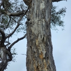 Eucalyptus melliodora at Mount Ainslie - 15 Jun 2024 09:52 AM