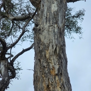 Eucalyptus melliodora at Mount Ainslie - 15 Jun 2024 09:52 AM