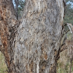 Eucalyptus melliodora at Mount Ainslie - 15 Jun 2024 09:52 AM