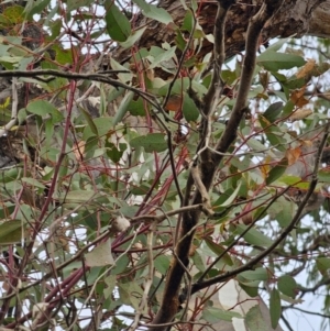 Eucalyptus melliodora at Mount Ainslie - 15 Jun 2024 09:52 AM